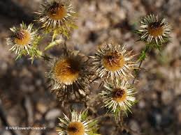 Attēlu rezultāti vaicājumam “Carlina vulgaris”