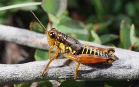 Attēlu rezultāti vaicājumam “Podisma pedestris”