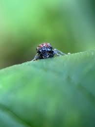 Attēlu rezultāti vaicājumam “Eriocampa ovata”