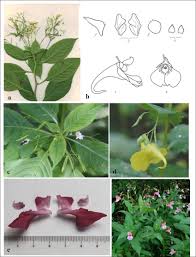 Attēlu rezultāti vaicājumam “Impatiens parviflora flower”