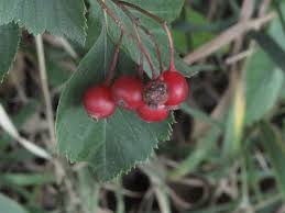 Attēlu rezultāti vaicājumam “Crataegus macracantha”