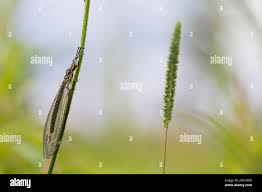 Attēlu rezultāti vaicājumam “Myrmeleontidae imago”