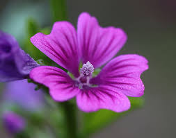 Image result for Malva sylvestris var. mauritiana