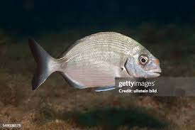 Image result for Diplodus sargus