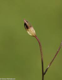 Attēlu rezultāti vaicājumam “Campanula patula fruit”