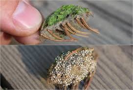 Attēlu rezultāti vaicājumam “Retinia resinella pupa”