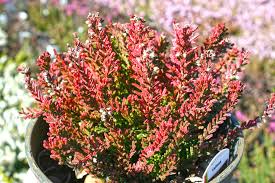 Attēlu rezultāti vaicājumam “Calluna vulgaris fruit”