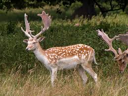 Attēlu rezultāti vaicājumam “Dama dama”