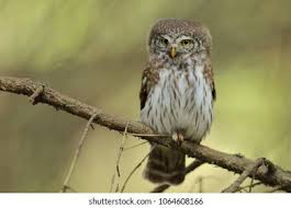 Attēlu rezultāti vaicājumam “Glaucidium passerinum adult”