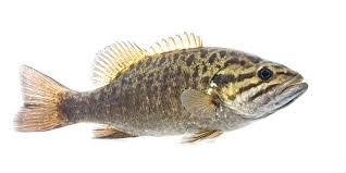 Image result for Micropterus