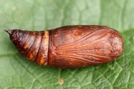 Attēlu rezultāti vaicājumam “Thyatira batis imago”