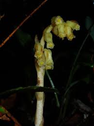 Attēlu rezultāti vaicājumam “Monotropa hypopitys bud”