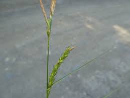 Attēlu rezultāti vaicājumam “Carex sylvatica”