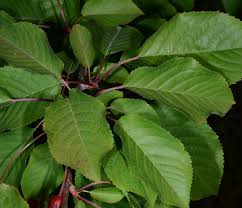 Attēlu rezultāti vaicājumam “Cerasus leaf”