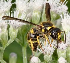 Attēlu rezultāti vaicājumam “Ancistrocerus sp. male”