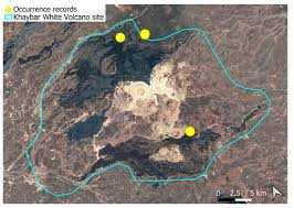 Attēlu rezultāti vaicājumam “Didymodon tophaceus sporophyte”