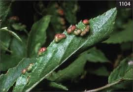 Attēlu rezultāti vaicājumam “Eriophyes padi”