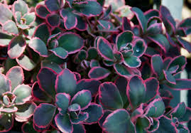 Attēlu rezultāti vaicājumam “Sedum rupestre leaf”
