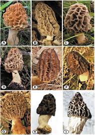 Attēlu rezultāti vaicājumam “Morchella sp.”