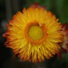 Image result for Helichrysum bracteatum