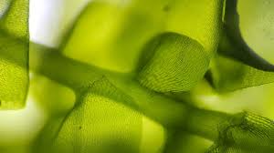 Attēlu rezultāti vaicājumam “Hygroamblystegium humile”