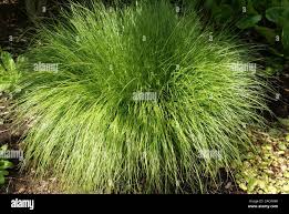 Attēlu rezultāti vaicājumam “Carex remota”