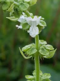 Attēlu rezultāti vaicājumam “Ocimum basilicum flower”