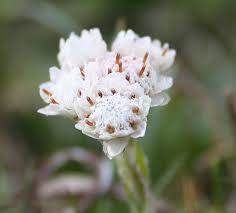 Attēlu rezultāti vaicājumam “Antennaria dioica male flower”