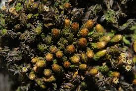 Attēlu rezultāti vaicājumam “Orthotrichum pumilum”