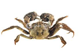 Image result for Eriocheir sinensis