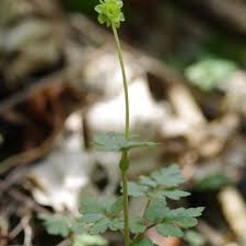 Attēlu rezultāti vaicājumam “Adoxa moschatellina”