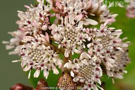 Attēlu rezultāti vaicājumam “Petasites hybridus flower”