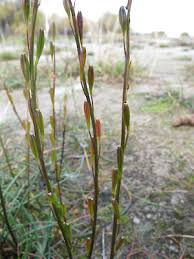 Attēlu rezultāti vaicājumam “Triglochin palustre fruit”