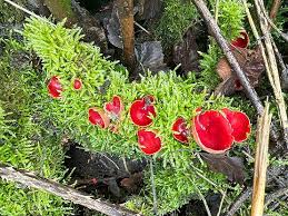 Attēlu rezultāti vaicājumam “Sarcoscypha austriaca”