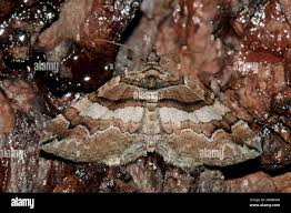 Attēlu rezultāti vaicājumam “Pareulype berberata”