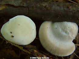 Attēlu rezultāti vaicājumam “Tyromyces chioneus”