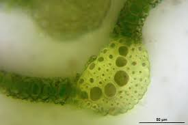 Attēlu rezultāti vaicājumam “Tortella inclinata”