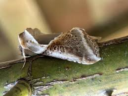 Attēlu rezultāti vaicājumam “Habrosyne pyritoides”