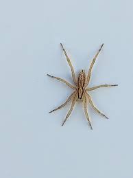 Attēlu rezultāti vaicājumam “Miturgidae”