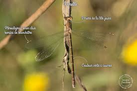 Attēlu rezultāti vaicājumam “Lestes virens”