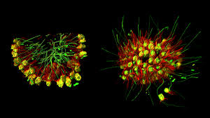 Attēlu rezultāti vaicājumam “Chortodes fluxa”