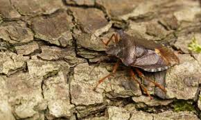 Attēlu rezultāti vaicājumam “Pentatoma rufipes”