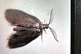 Attēlu rezultāti vaicājumam “Psyche casta”