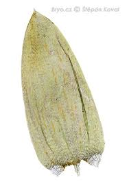 Attēlu rezultāti vaicājumam “Calliergonella cuspidata”