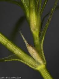 Attēlu rezultāti vaicājumam “Najas flexilis”