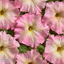 Image result for Petunia hybrida