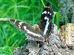 Attēlu rezultāti vaicājumam “Apatura iris male”