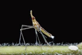 Attēlu rezultāti vaicājumam “Trioza dispar nymph”