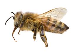 Attēlu rezultāti vaicājumam “Apis mellifera”
