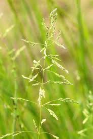 Attēlu rezultāti vaicājumam “Poa trivialis”